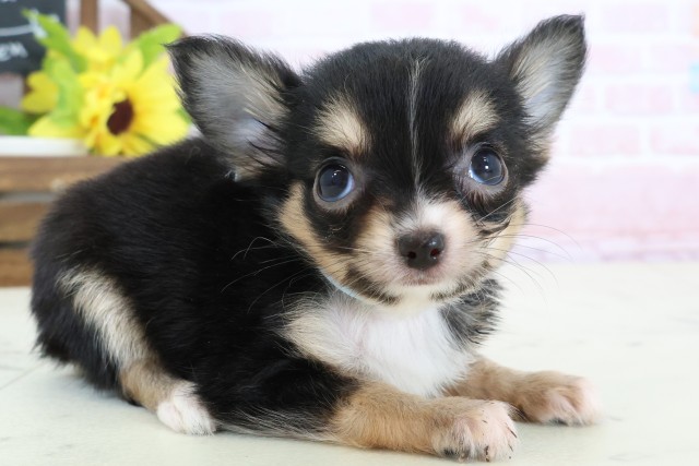 鹿児島県のチワワ(ロング) (Coo&RIKU鹿児島店/2026年2月4日生まれ/男の子/ブラックタンホワイト)の子犬の2枚目の画像