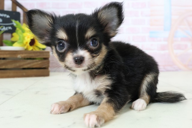 鹿児島県のチワワ(ロング) (Coo&RIKU鹿児島店/2026年2月4日生まれ/男の子/ブラックタンホワイト)の子犬の3枚目の画像