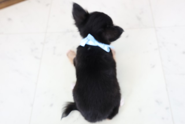 鹿児島県のチワワ(ロング) (Coo&RIKU鹿児島店/2026年2月4日生まれ/男の子/ブラックタンホワイト)の子犬の4枚目の画像