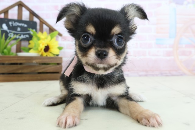 福岡県のチワワ(ロング) (Coo&RIKU筑後店/2026年2月4日生まれ/女の子/ブラックタンホワイト)の子犬の1枚目の画像