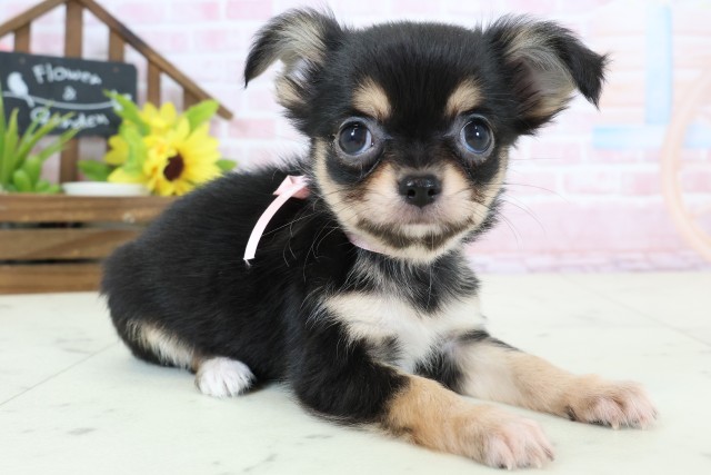 福岡県のチワワ(ロング) (Coo&RIKU筑後店/2026年2月4日生まれ/女の子/ブラックタンホワイト)の子犬の2枚目の画像