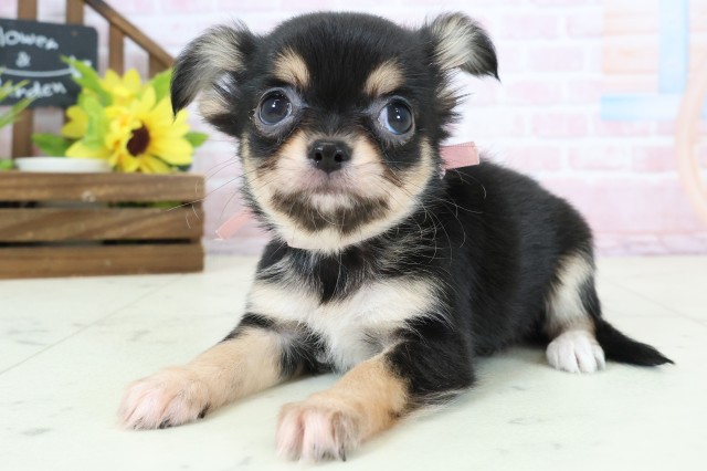 福岡県のチワワ(ロング) (Coo&RIKU筑後店/2026年2月4日生まれ/女の子/ブラックタンホワイト)の子犬の3枚目の画像