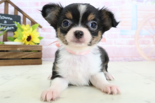 熊本県のチワワ(ロング) (Coo&RIKUカリーノ玉名店/2026年2月4日生まれ/女の子/ブラックタンホワイト)の子犬の1枚目の画像