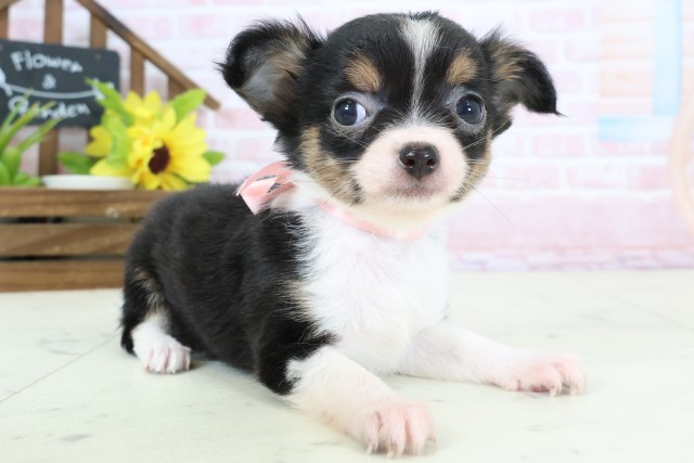 熊本県のチワワ(ロング) (Coo&RIKUカリーノ玉名店/2026年2月4日生まれ/女の子/ブラックタンホワイト)の子犬の2枚目の画像