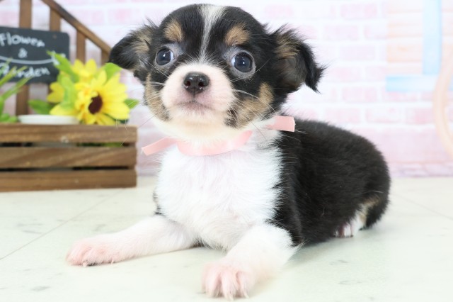 熊本県のチワワ(ロング) (Coo&RIKUカリーノ玉名店/2026年2月4日生まれ/女の子/ブラックタンホワイト)の子犬の3枚目の画像