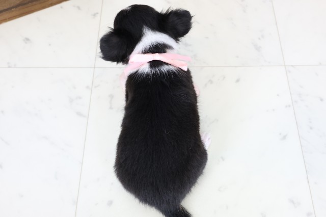 熊本県のチワワ(ロング) (Coo&RIKUカリーノ玉名店/2026年2月4日生まれ/女の子/ブラックタンホワイト)の子犬の4枚目の画像