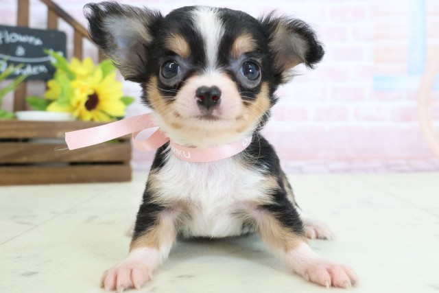 2026年2月4日生まれのチワワ(ロング)