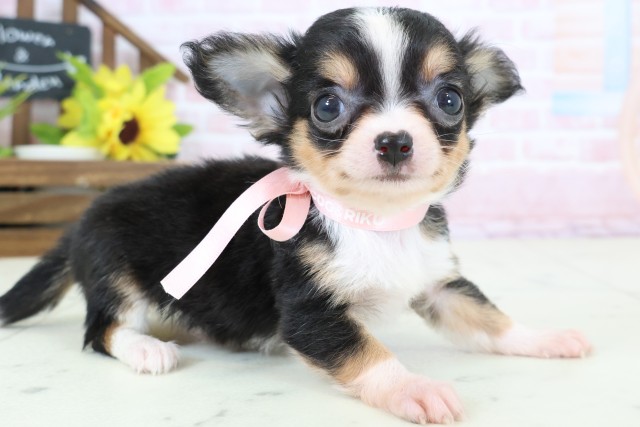 長崎県のチワワ(ロング) (Coo&RIKU長崎浜町店/2026年2月4日生まれ/女の子/ブラックタンホワイト)の子犬の2枚目の画像