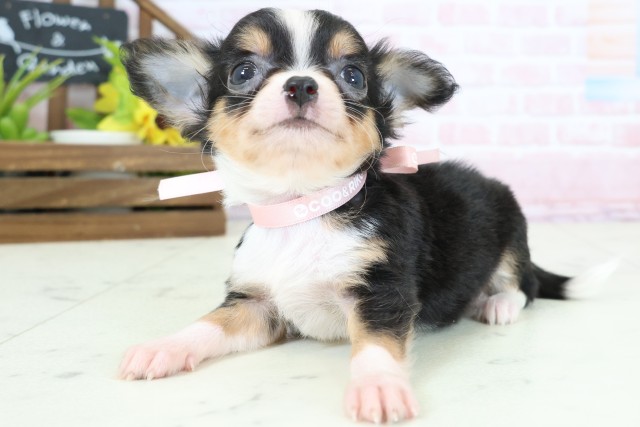 長崎県のチワワ(ロング) (Coo&RIKU長崎浜町店/2026年2月4日生まれ/女の子/ブラックタンホワイト)の子犬の3枚目の画像