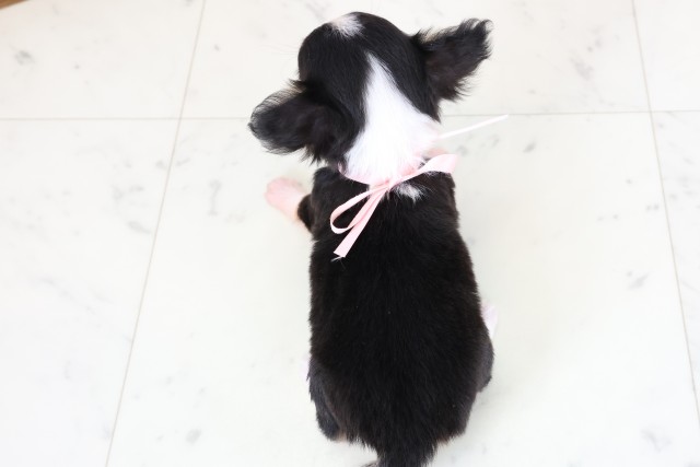 長崎県のチワワ(ロング) (Coo&RIKU長崎浜町店/2026年2月4日生まれ/女の子/ブラックタンホワイト)の子犬の4枚目の画像