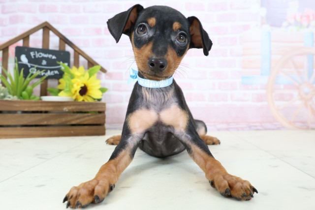 福岡県のミニチュアピンシャー (Coo&RIKU久留米店/2026年1月20日生まれ/男の子/ブラックタン)の子犬の1枚目の画像