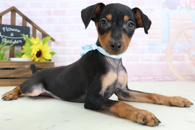 福岡県のミニチュアピンシャー (Coo&RIKU久留米店/2026年1月20日生まれ/男の子/ブラックタン)の子犬の2枚目の画像