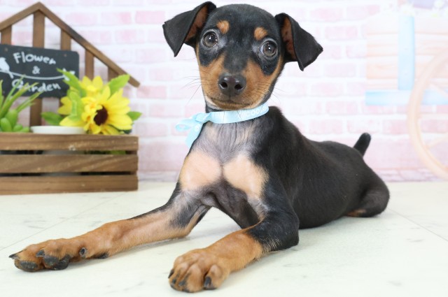 福岡県のミニチュアピンシャー (Coo&RIKU久留米店/2026年1月20日生まれ/男の子/ブラックタン)の子犬の3枚目の画像