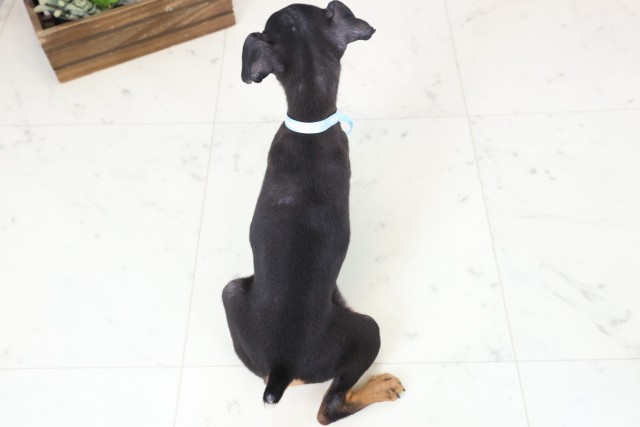 福岡県のミニチュアピンシャー (Coo&RIKU久留米店/2026年1月20日生まれ/男の子/ブラックタン)の子犬の4枚目の画像