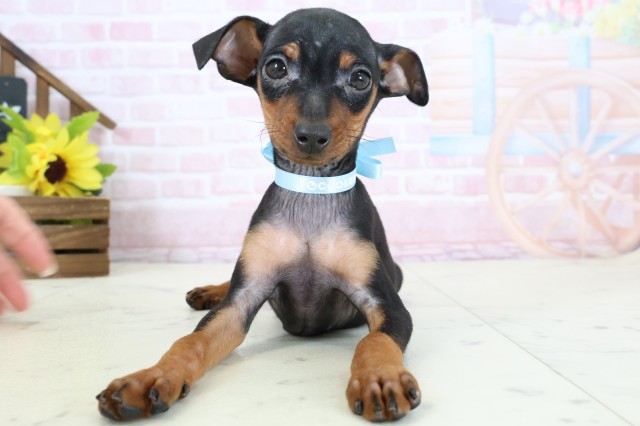 福岡県のミニチュアピンシャー (Coo&RIKU黒崎店/2026年1月20日生まれ/男の子/ブラックタン)の子犬の1枚目の画像