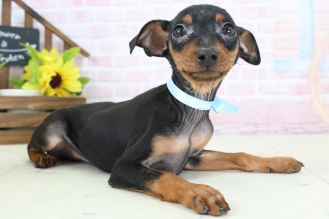 福岡県のミニチュアピンシャー (Coo&RIKU黒崎店/2026年1月20日生まれ/男の子/ブラックタン)の子犬の2枚目の画像