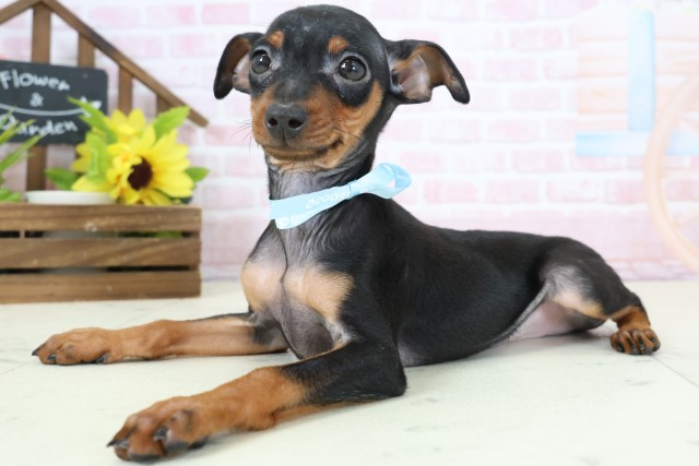 福岡県のミニチュアピンシャー (Coo&RIKU黒崎店/2026年1月20日生まれ/男の子/ブラックタン)の子犬の3枚目の画像