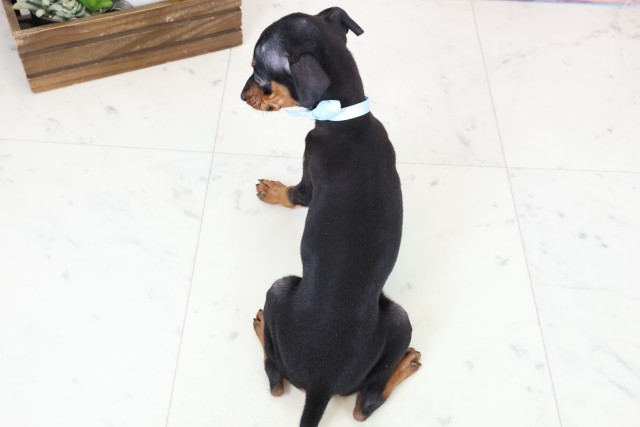 福岡県のミニチュアピンシャー (Coo&RIKU黒崎店/2026年1月20日生まれ/男の子/ブラックタン)の子犬の4枚目の画像