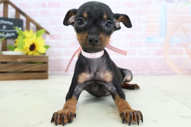 長崎県のミニチュアピンシャー (Coo&RIKU長崎佐世保店/2026年1月20日生まれ/女の子/ブラックタン)の子犬の1枚目の画像