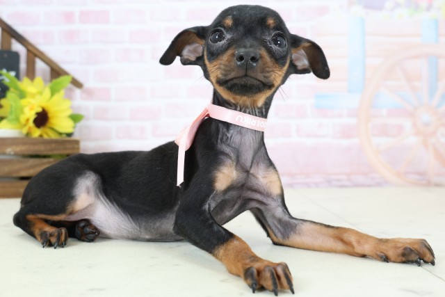 長崎県のミニチュアピンシャー (Coo&RIKU長崎佐世保店/2026年1月20日生まれ/女の子/ブラックタン)の子犬の2枚目の画像