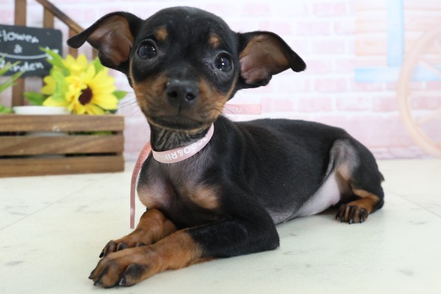 長崎県のミニチュアピンシャー (Coo&RIKU長崎佐世保店/2026年1月20日生まれ/女の子/ブラックタン)の子犬の3枚目の画像