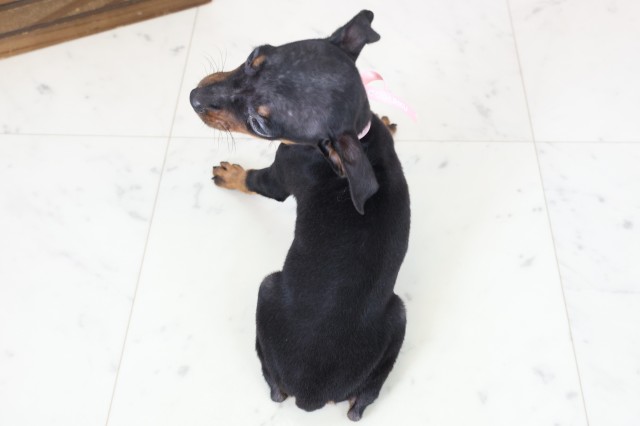 長崎県のミニチュアピンシャー (Coo&RIKU長崎佐世保店/2026年1月20日生まれ/女の子/ブラックタン)の子犬の4枚目の画像