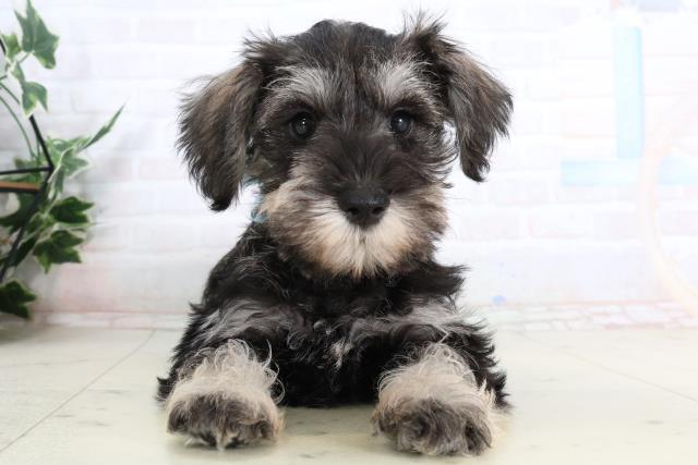 福岡県のミニチュアシュナウザー (Coo&RIKU福岡西店/2026年2月2日生まれ/男の子/ソルトペッパー)の子犬の1枚目の画像