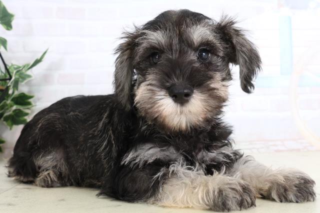 福岡県のミニチュアシュナウザー (Coo&RIKU福岡西店/2026年2月2日生まれ/男の子/ソルトペッパー)の子犬の2枚目の画像
