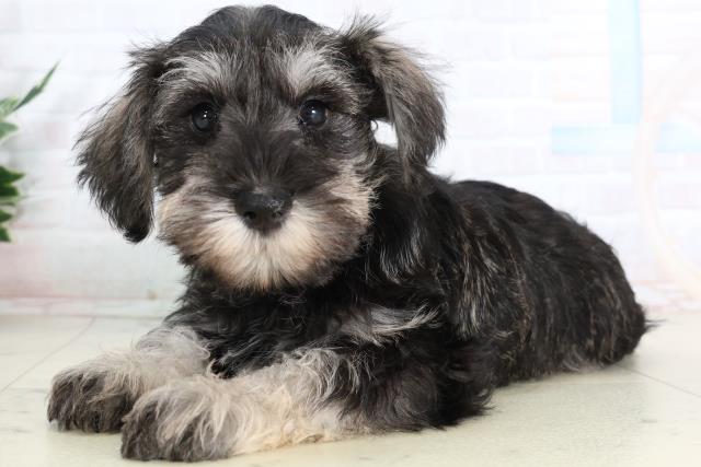 福岡県のミニチュアシュナウザー (Coo&RIKU福岡西店/2026年2月2日生まれ/男の子/ソルトペッパー)の子犬の3枚目の画像