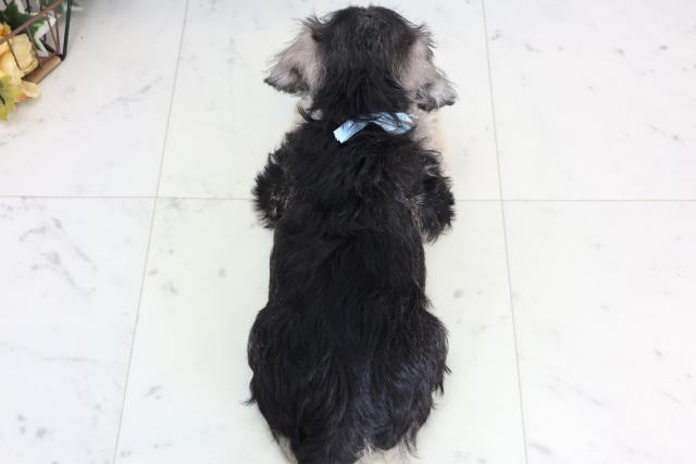 福岡県のミニチュアシュナウザー (Coo&RIKU福岡西店/2026年2月2日生まれ/男の子/ソルトペッパー)の子犬の4枚目の画像