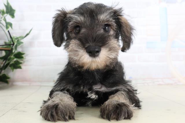福岡県のミニチュアシュナウザー (Coo&RIKU行橋店/2026年2月2日生まれ/男の子/ソルトペッパー)の子犬の1枚目の画像