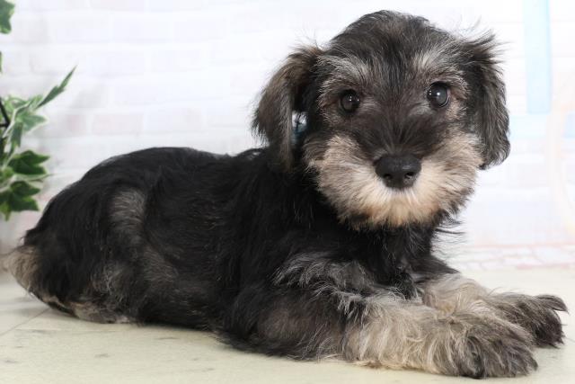 福岡県のミニチュアシュナウザー (Coo&RIKU行橋店/2026年2月2日生まれ/男の子/ソルトペッパー)の子犬の2枚目の画像