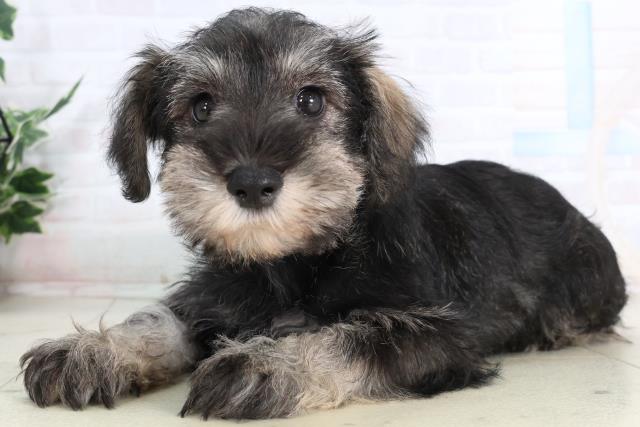 福岡県のミニチュアシュナウザー (Coo&RIKU行橋店/2026年2月2日生まれ/男の子/ソルトペッパー)の子犬の3枚目の画像