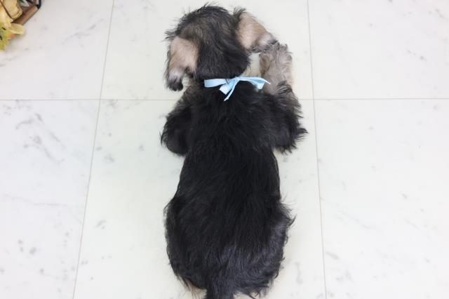 福岡県のミニチュアシュナウザー (Coo&RIKU行橋店/2026年2月2日生まれ/男の子/ソルトペッパー)の子犬の4枚目の画像