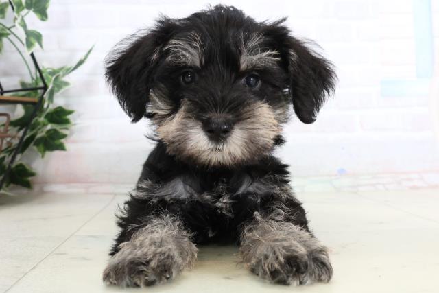 大分県のミニチュアシュナウザー (Coo&RIKU大分店/2026年2月2日生まれ/男の子/ソルトペッパー)の子犬の1枚目の画像