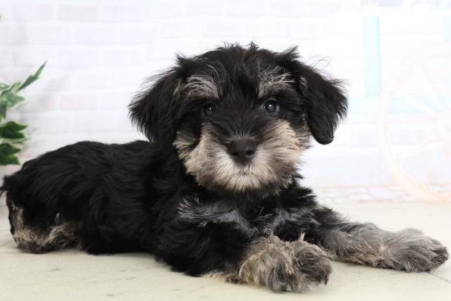 大分県のミニチュアシュナウザー (Coo&RIKU大分店/2026年2月2日生まれ/男の子/ソルトペッパー)の子犬の2枚目の画像