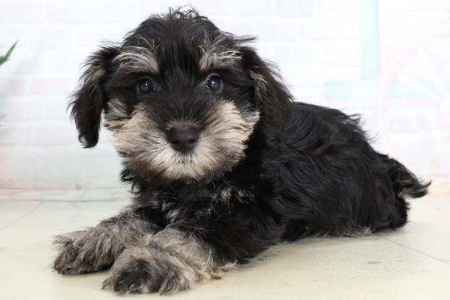 大分県のミニチュアシュナウザー (Coo&RIKU大分店/2026年2月2日生まれ/男の子/ソルトペッパー)の子犬の3枚目の画像