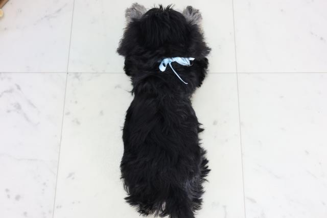 大分県のミニチュアシュナウザー (Coo&RIKU大分店/2026年2月2日生まれ/男の子/ソルトペッパー)の子犬の4枚目の画像