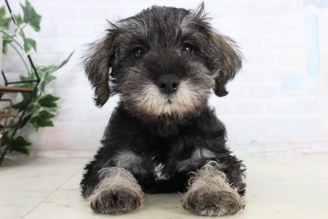 宮崎県のミニチュアシュナウザー (Coo&RIKU宮崎店/2026年2月2日生まれ/女の子/ソルトペッパー)の子犬の1枚目の画像