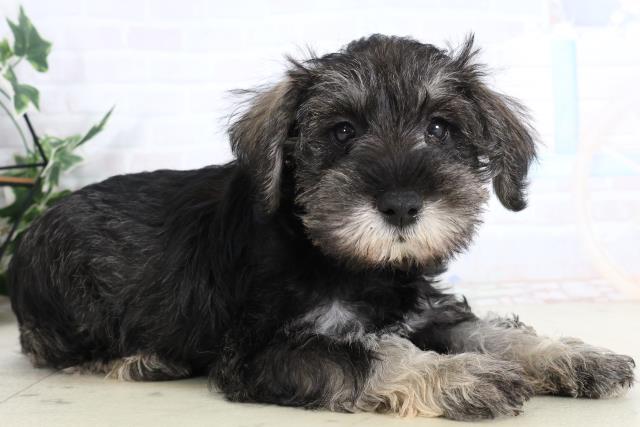 宮崎県のミニチュアシュナウザー (Coo&RIKU宮崎店/2026年2月2日生まれ/女の子/ソルトペッパー)の子犬の2枚目の画像