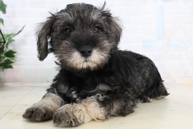 宮崎県のミニチュアシュナウザー (Coo&RIKU宮崎店/2026年2月2日生まれ/女の子/ソルトペッパー)の子犬の3枚目の画像