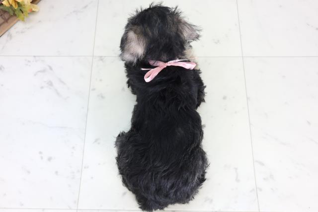 宮崎県のミニチュアシュナウザー (Coo&RIKU宮崎店/2026年2月2日生まれ/女の子/ソルトペッパー)の子犬の4枚目の画像