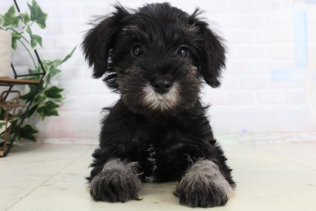 福岡県のミニチュアシュナウザー (Coo&RIKU福岡東店/2026年2月2日生まれ/女の子/ソルトペッパー)の子犬の1枚目の画像