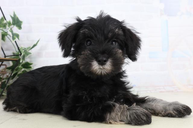 福岡県のミニチュアシュナウザー (Coo&RIKU福岡東店/2026年2月2日生まれ/女の子/ソルトペッパー)の子犬の2枚目の画像