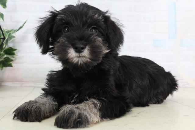 福岡県のミニチュアシュナウザー (Coo&RIKU福岡東店/2026年2月2日生まれ/女の子/ソルトペッパー)の子犬の3枚目の画像