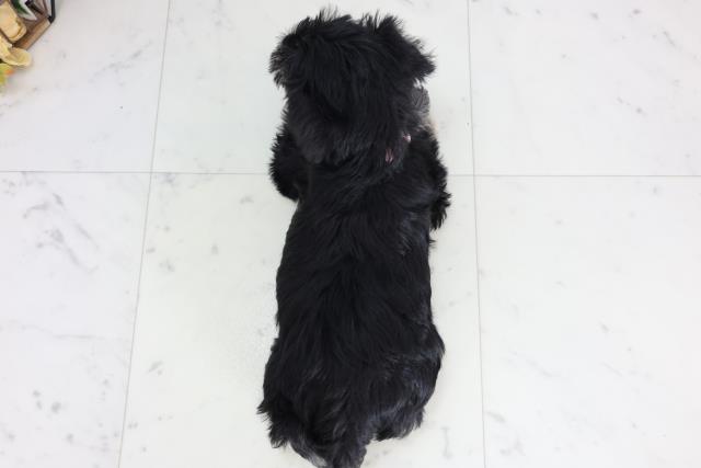 福岡県のミニチュアシュナウザー (Coo&RIKU福岡東店/2026年2月2日生まれ/女の子/ソルトペッパー)の子犬の4枚目の画像