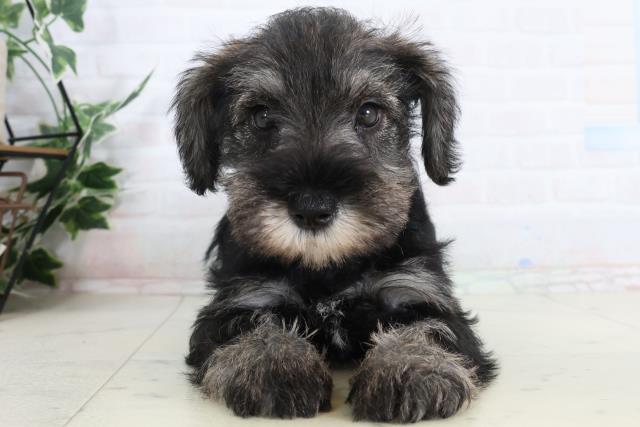 熊本県のミニチュアシュナウザー (Coo&RIKU熊本店/2026年2月2日生まれ/女の子/ソルトペッパー)の子犬の1枚目の画像