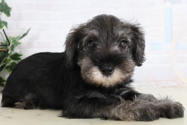 熊本県のミニチュアシュナウザー (Coo&RIKU熊本店/2026年2月2日生まれ/女の子/ソルトペッパー)の子犬の2枚目の画像