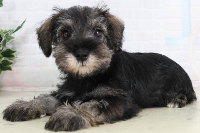 熊本県のミニチュアシュナウザー (Coo&RIKU熊本店/2026年2月2日生まれ/女の子/ソルトペッパー)の子犬の3枚目の画像