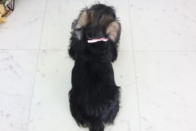 熊本県のミニチュアシュナウザー (Coo&RIKU熊本店/2026年2月2日生まれ/女の子/ソルトペッパー)の子犬の4枚目の画像